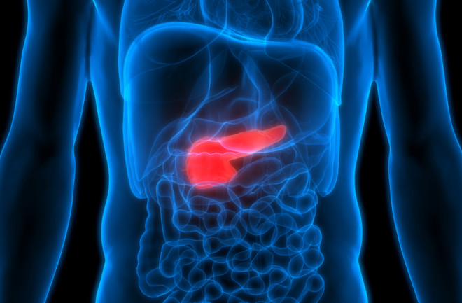 Pancreas