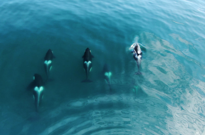 pod-of-orcas