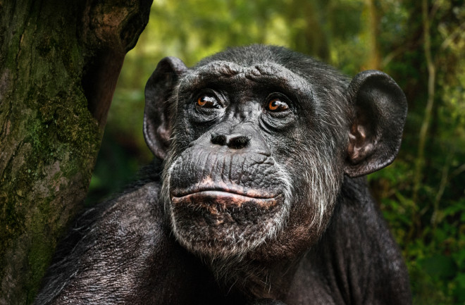 chimpanzee in the forest with a thoughtful expression