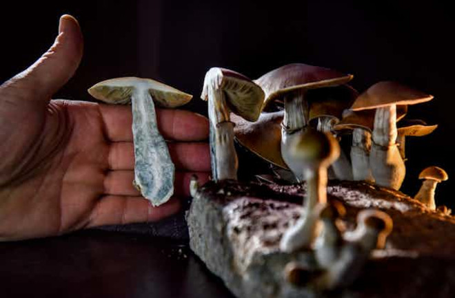 Psilocybin-mushrooms