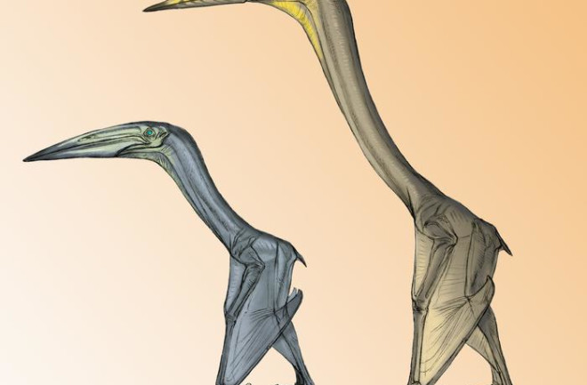 Pterosaurs, Inabtanin alarabia and Arambourgiania philadelphiae