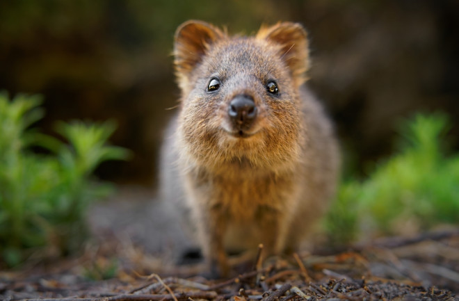 Quokka - Setonix brachyurus small macropod size of domestic cat