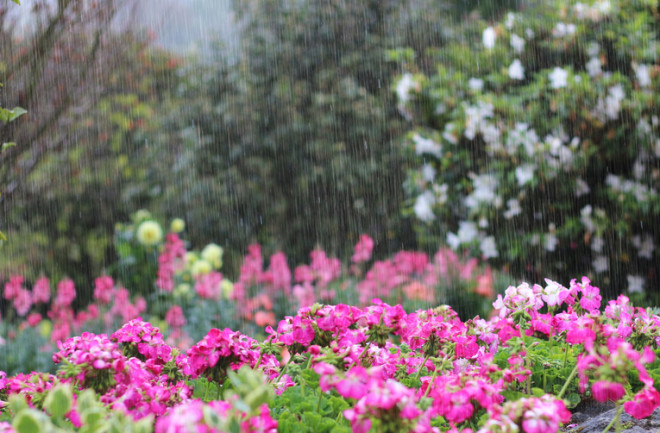 Rain garden