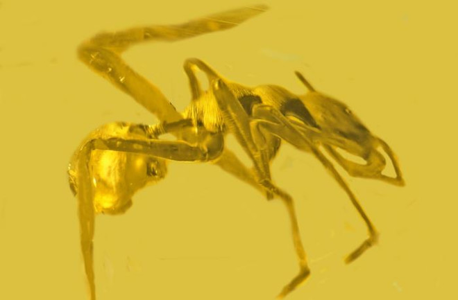 A close-up image of Myrmarachne colombiana