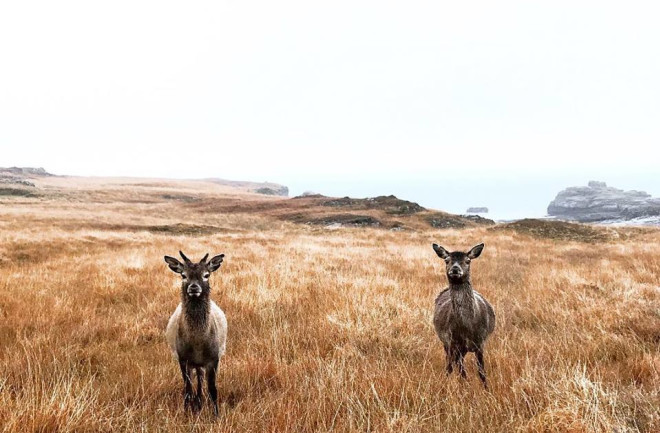 A pair of red deer on the Isle of Rum, Scotland