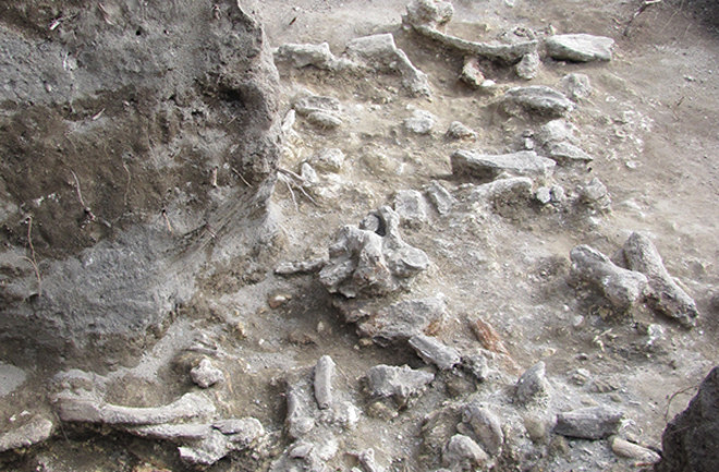 Ngandong bonebed - U Iowa