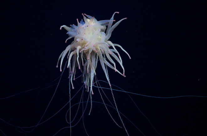 Scicam Bathyphysa flying spaghetti monster