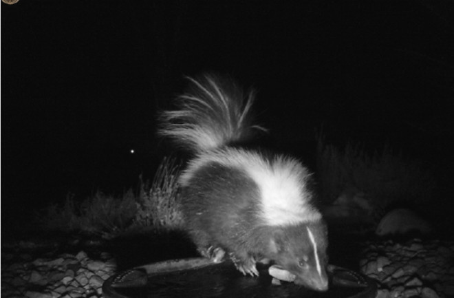 Skunk Using Tool - Suzanne Dickerson