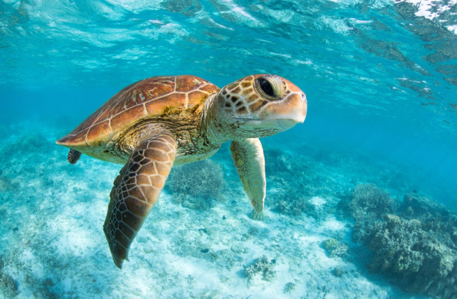 Green sea turtle swimming through the crystal clear lagoon at Lady Elliot Island on the Great Barrier Reef in Queensland Australia