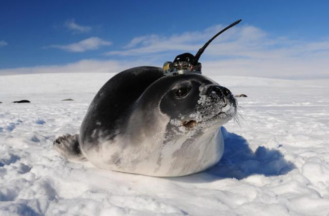 seal