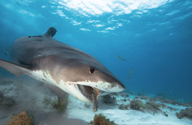 Shark in the ocean