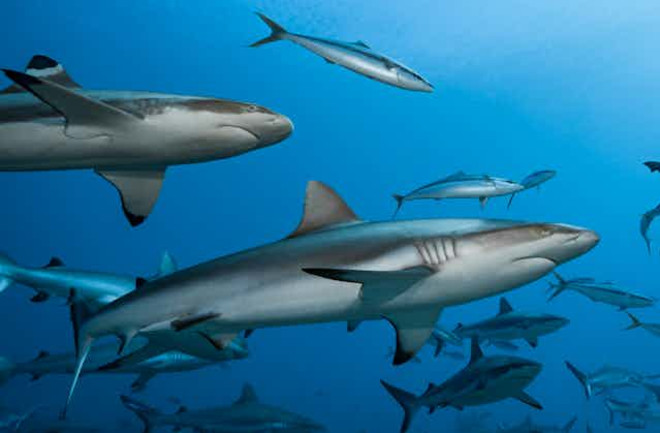sharks