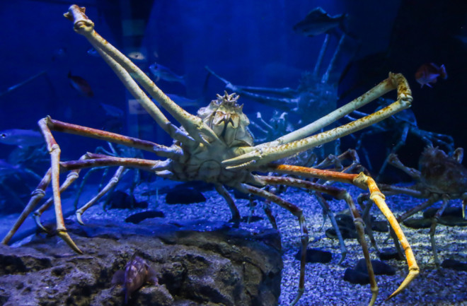 Janpanese spider crab