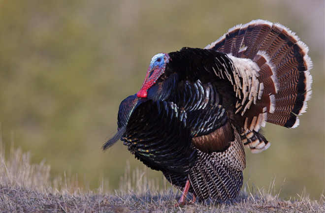 Merriam's turkey