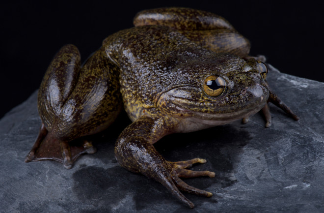Goliath Frog