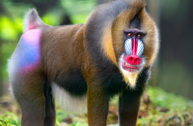 Mandrill 