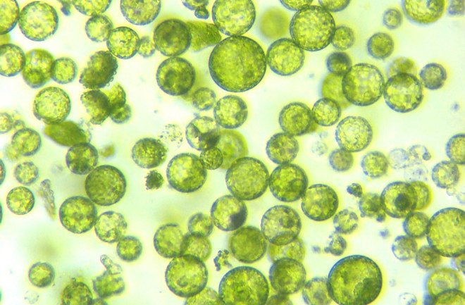 A photomicrograph of a plant protoplast cell isolated for use in a recent cutting-edge biotechnology CRISPR technology experiment.