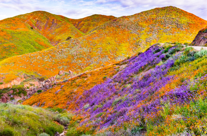 Landscape in Walker Canyon during the superbloom, California poppies covering the mountain valleys and ridges, Lake Elsinore, south California