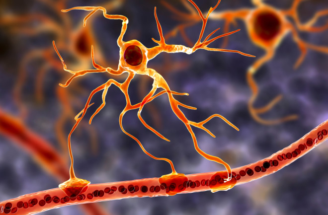 astrocyte