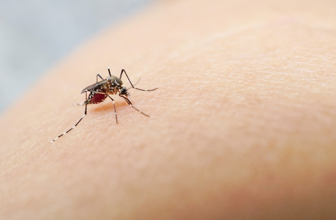Mosquito on skin