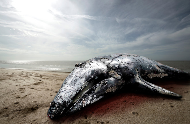 beached whale