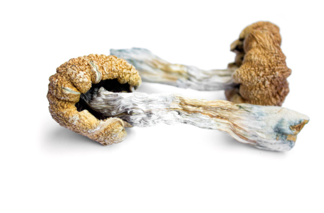 Psilocybin mushrooms