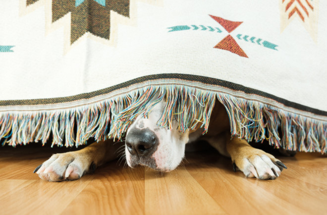 anxious dog