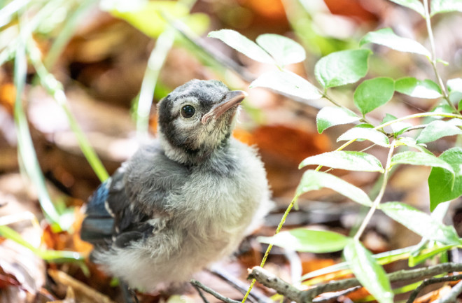 baby bird - shutterstock 1750353191