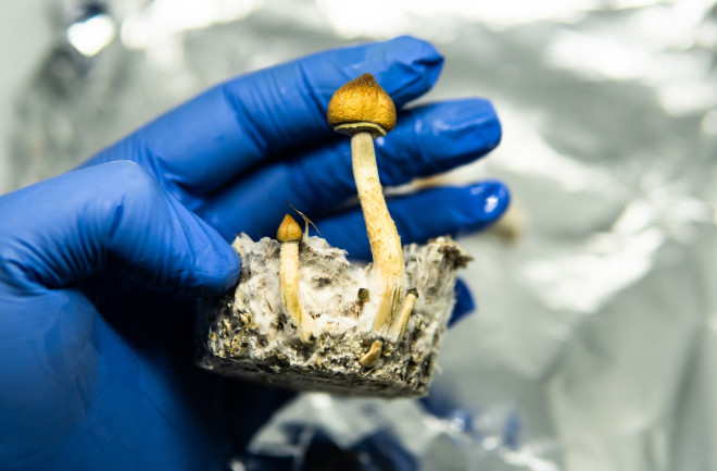 Blue latex gloved hand holding Magic mushrooms - shutterstock