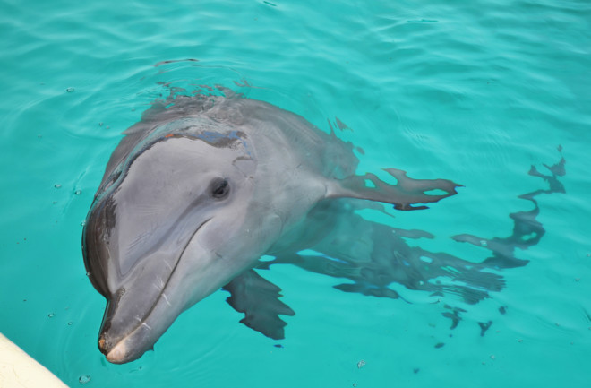 Dolphin