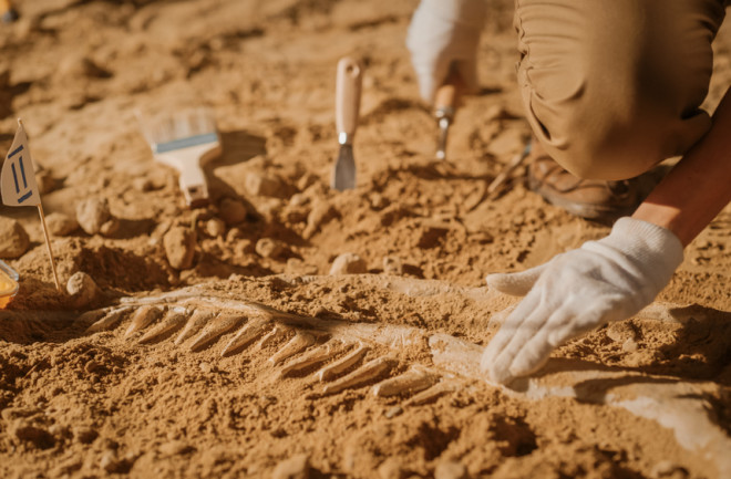 Paleontology