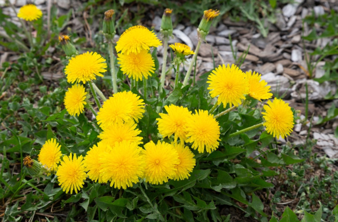 dandelion 