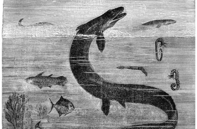 Vintage marine reptile illustration