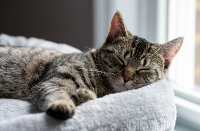 silver tabby cat sleeping