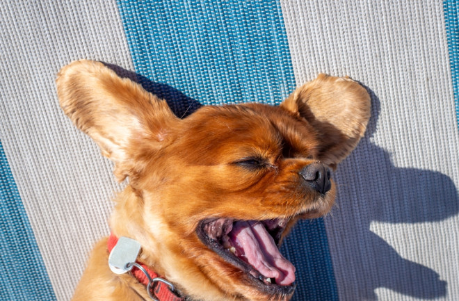 small dog yawning
