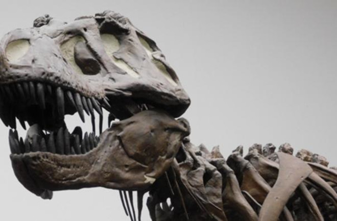 T. rex skeleton in Frankfurt Museum