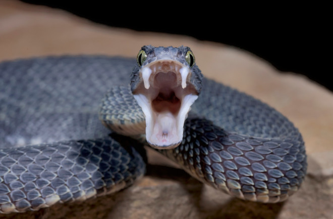 Snake venom