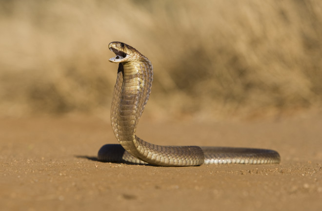 snouted cobra 