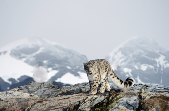 Snow Leopard Mountain