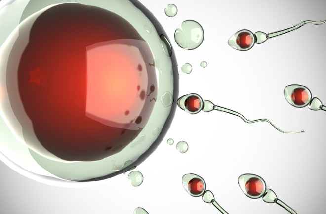 sperm eggs
