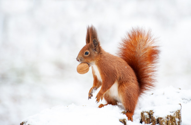 Red squirrel in the winter forest close-up.