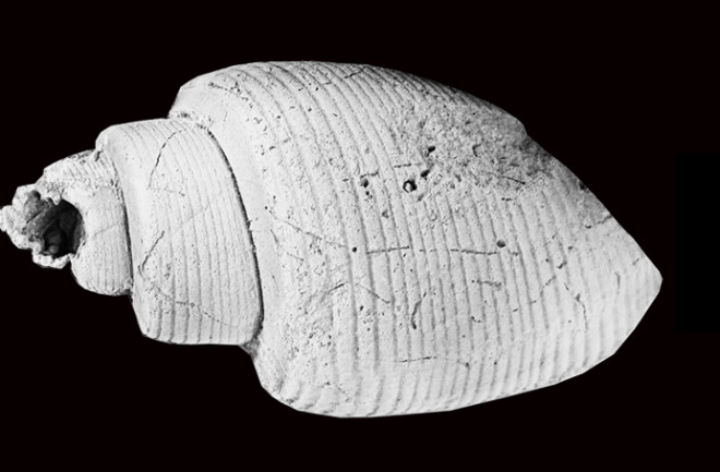 Heterobrachia