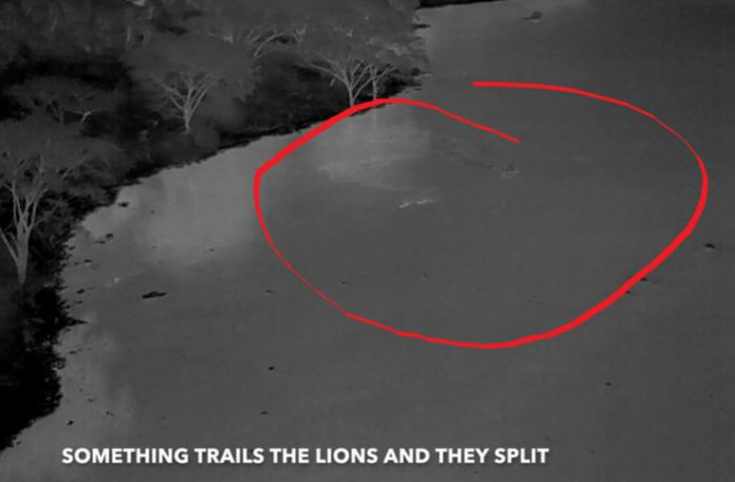 Aerial heat detection of lions being stalked crossing the river