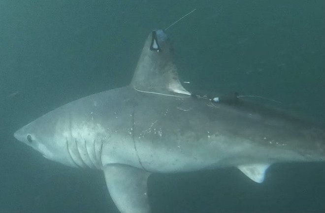 Tagged Porbeagle