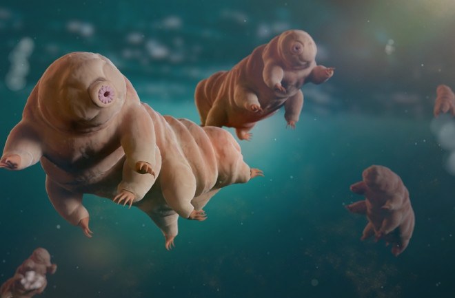 Tarigrades swimming