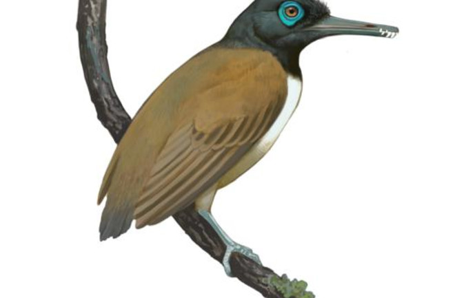 Teeth and Beak