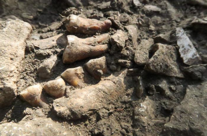 Fossilized Neanderthal Thorin Bones