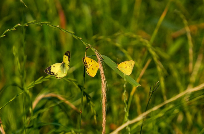 Three Colisa Butterflies