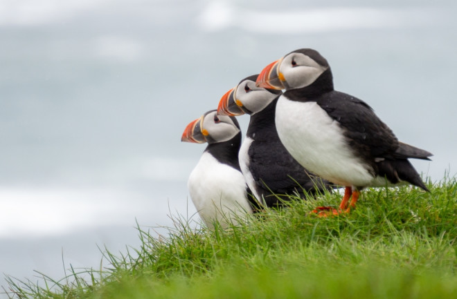 three puffins up close