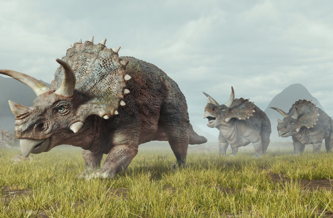 Triceratops
